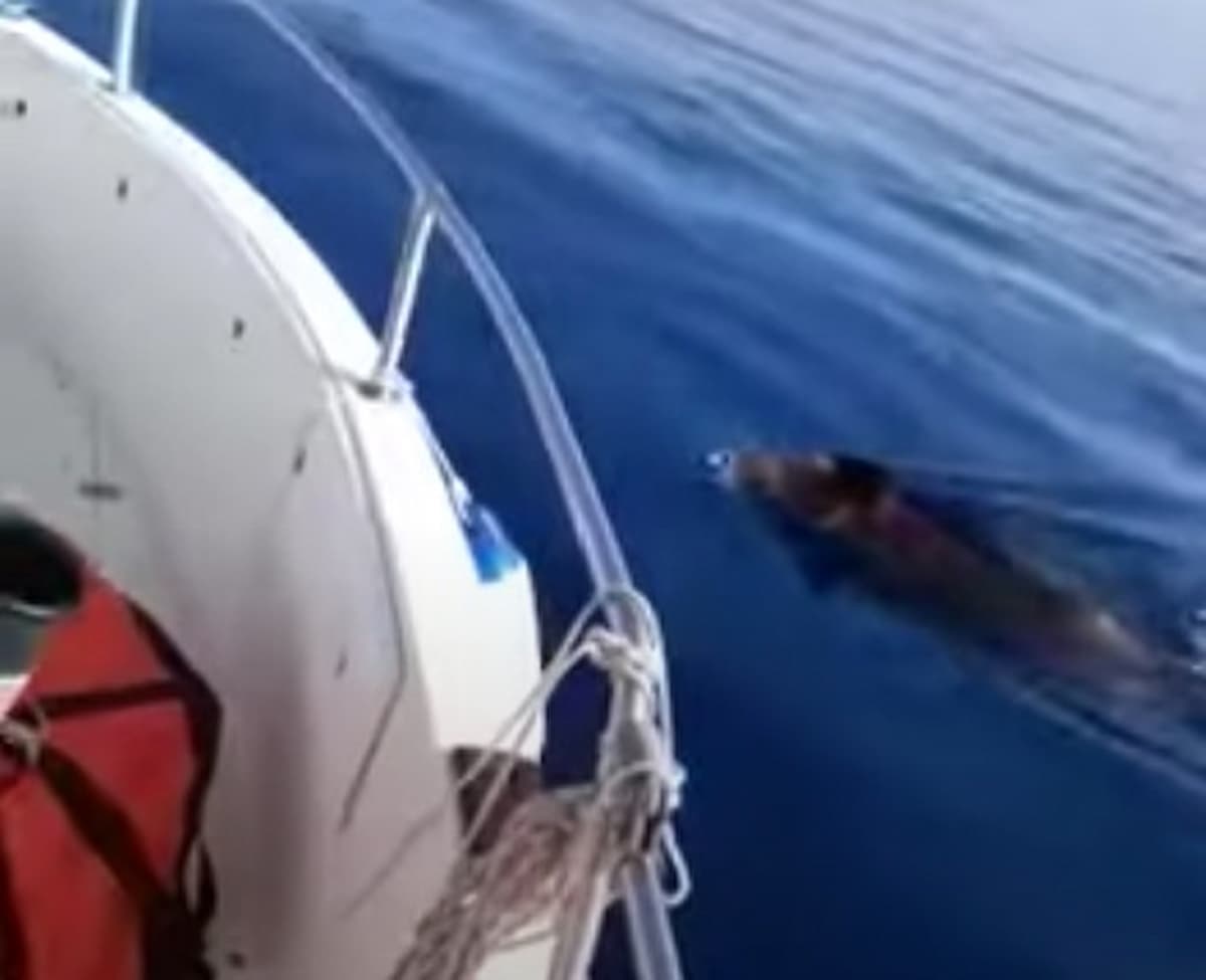 Cinghiali in mare aperto in Sicilia, al largo di Marzamemi (Siracusa): il video del pescatore sbalordito