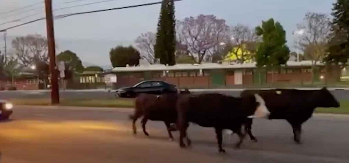 Mucche in fuga dal mattatoio in California, vicino a Los Angeles. La polizia le scorta e le cattura VIDEO