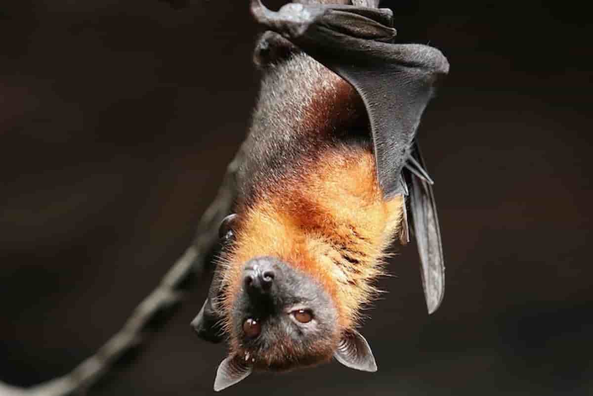 Pipistrelli, 39 virus diversi possono fare il salto di specie ed essere trasmessi all'uomo