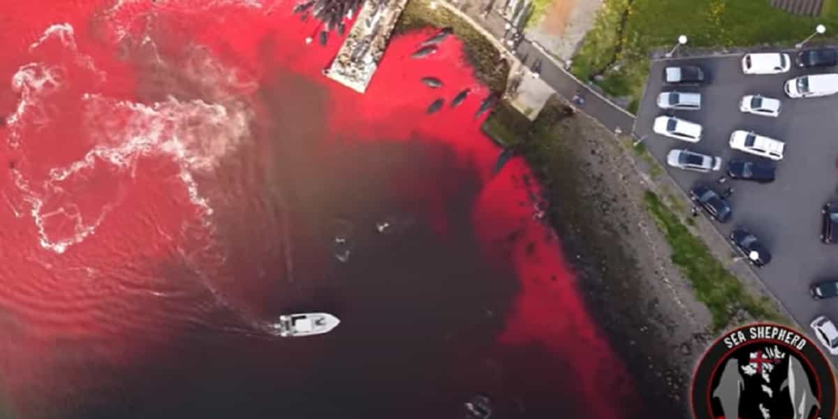 Caccia alle balene nelle Isole Faroe, il mare si colora di rosso. Cacciatori sparano contro il drone della Ong VIDEO