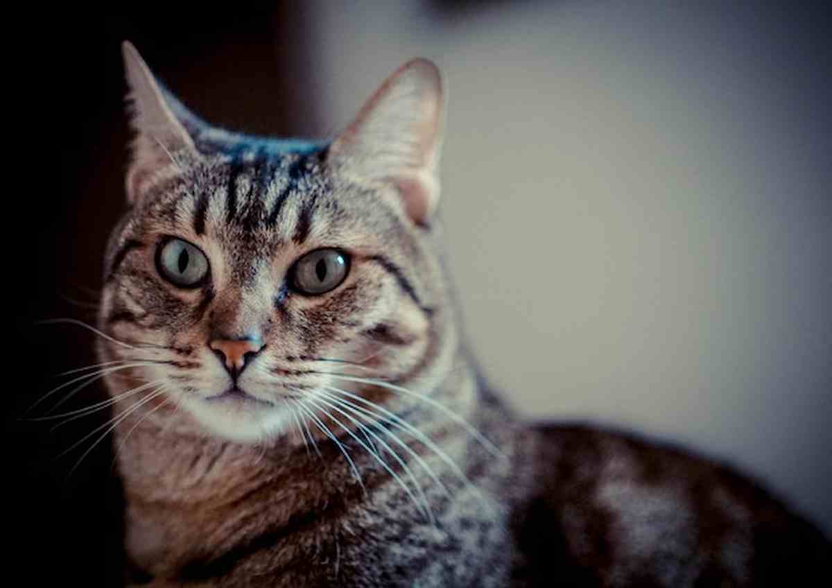 Firenze, appende gatto fuori dal balcone legandolo con la pettorina: denunciato per maltrattamenti animali
