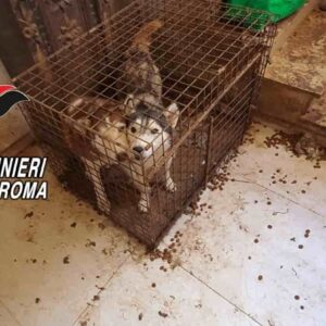 Roma, scoperto allevamento-lager in un villino privato a Ponzano Romano: salvati 110 husky