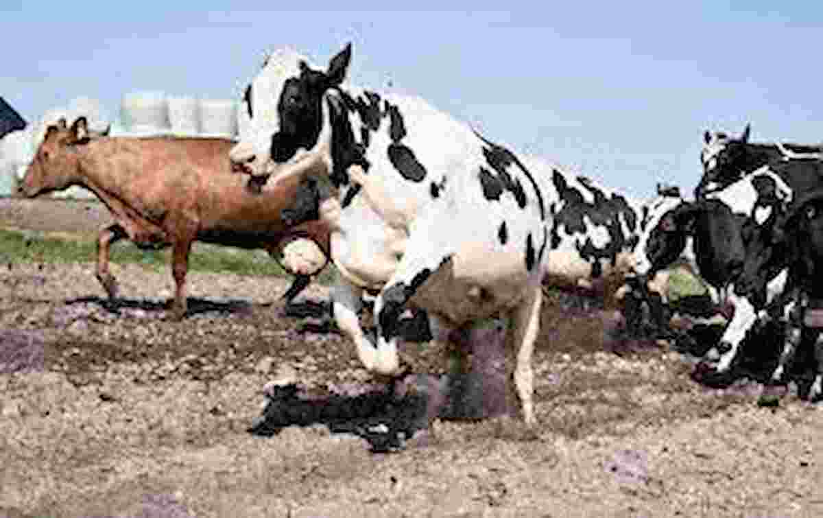 I batteri presenti nell'apparato digerente delle mucche potrebbero essere d'aiuto contro l'inquinamento ambientale causato dalla plastica
