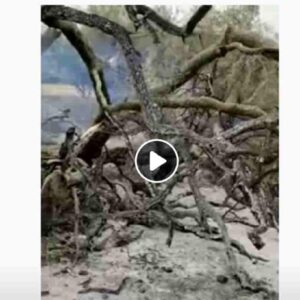 Cuglieri, olivastro millenario Sa Tanca Manna distrutto dall'incendio in provincia di Oristano