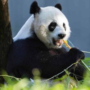 panda gigante estinzione