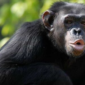 La guerra tra scimpanzé e gorilla. Gli scienziati: "E' la prima volta che si sfidano. Forse colpa del riscaldamento climatico"