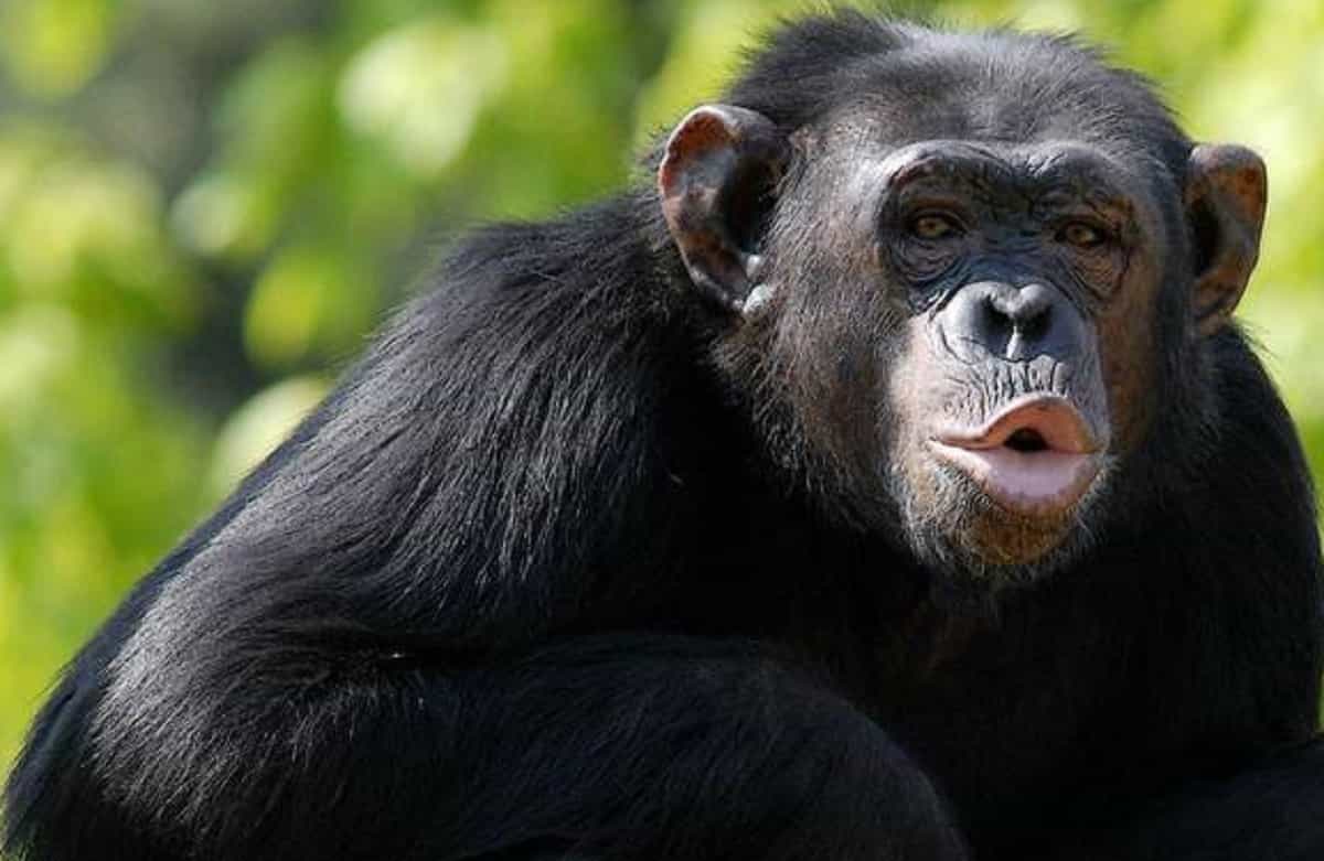 La guerra tra scimpanzé e gorilla. Gli scienziati: "E' la prima volta che si sfidano. Forse colpa del riscaldamento climatico"