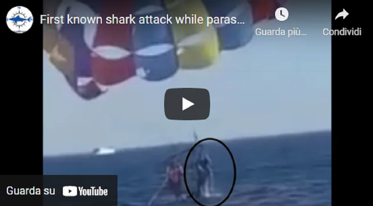 Squalo esce dall'acqua e prende a morsi il piede di un turista sul paracadute VIDEO