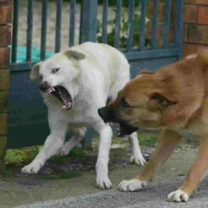 Milano, aizza i cani contro la Polizia municipale: gli avevano chiesto di legarli perché aggressivi