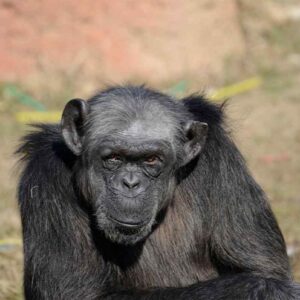 E' morta Judy, la scimpanzé più anziana d'Europa: viveva nel Parco Natura Viva a Bussolengo. Aveva 49 anni