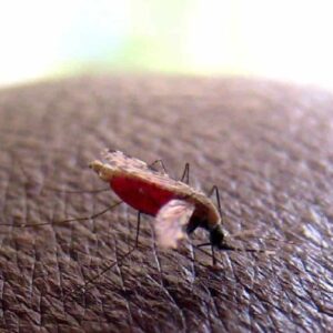 Malaria in Italia, c'è un nuovo caso in Sardegna: proprio nel World mosquito day