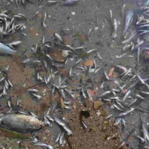 Focene: pesci morti dal Tevere, colpa dei temporali o degli scarichi dei campi agricoli