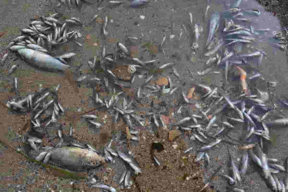 Focene: pesci morti dal Tevere, colpa dei temporali o degli scarichi dei campi agricoli