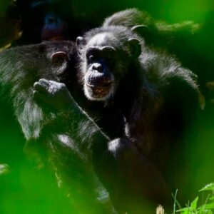 Scimpanzé e gorilla