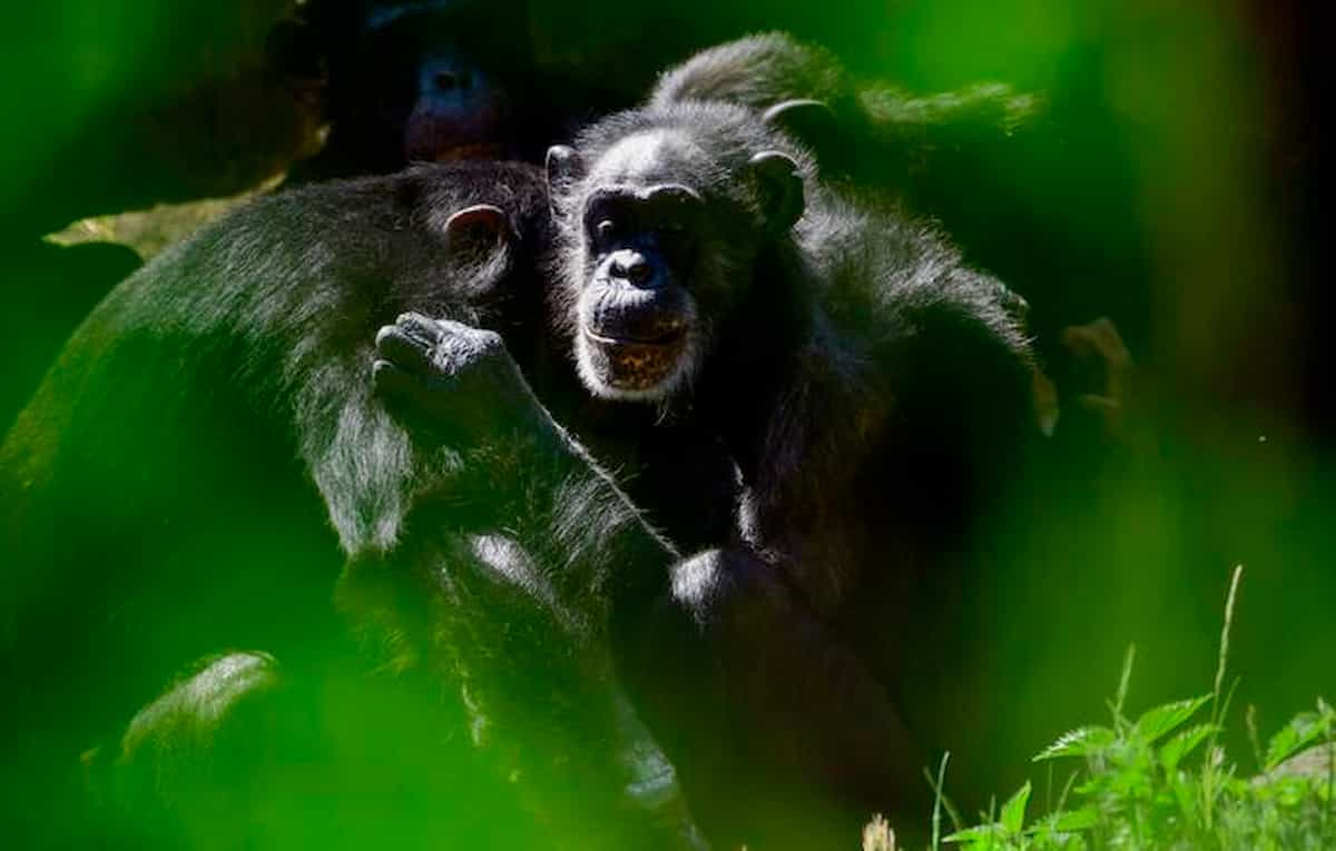 Scimpanzé e gorilla