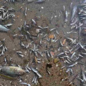 Spagna, anossia nel Mar Menor: moria di pesci e crostacei nella laguna salata. Ecologisti in allerta