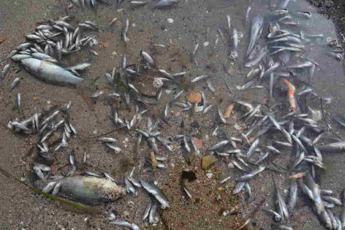 Spagna, anossia nel Mar Menor: moria di pesci e crostacei nella laguna salata. Ecologisti in allerta