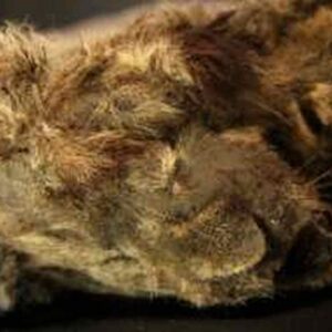 Siberia, cucciolo di leone di 28mila anni fa spunta dal permafrost scongelato: ha anche i baffi