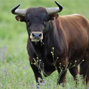 Incornato da un toro in una cascina di Trinità (Cuneo): grave allevatore di 61 anni
