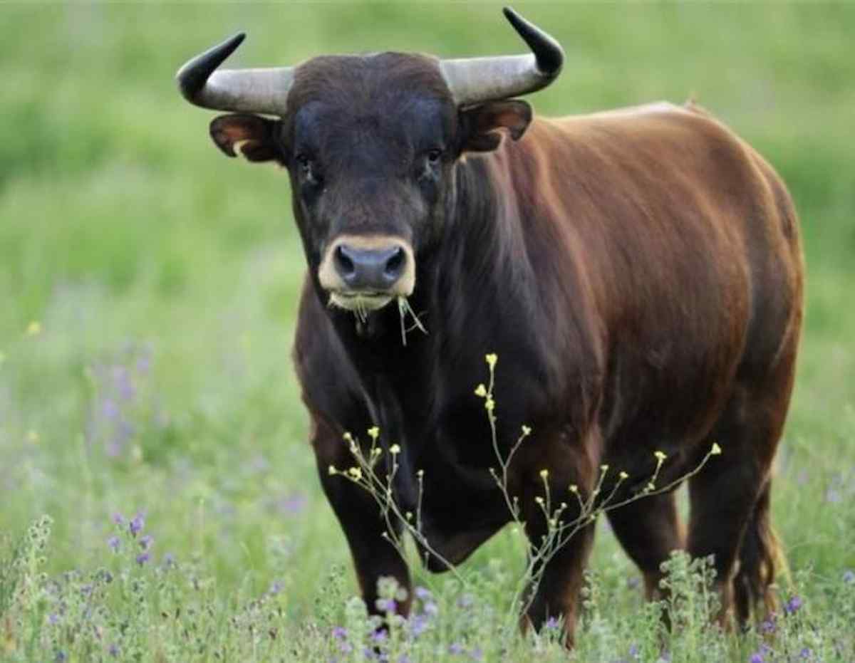 Incornato da un toro in una cascina di Trinità (Cuneo): grave allevatore di 61 anni