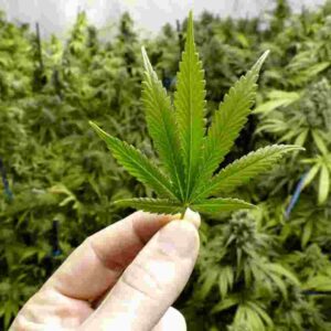 Isola d'Elba, aveva un muro di cannabis alto 2 metri in casa: arrestato un 40enne