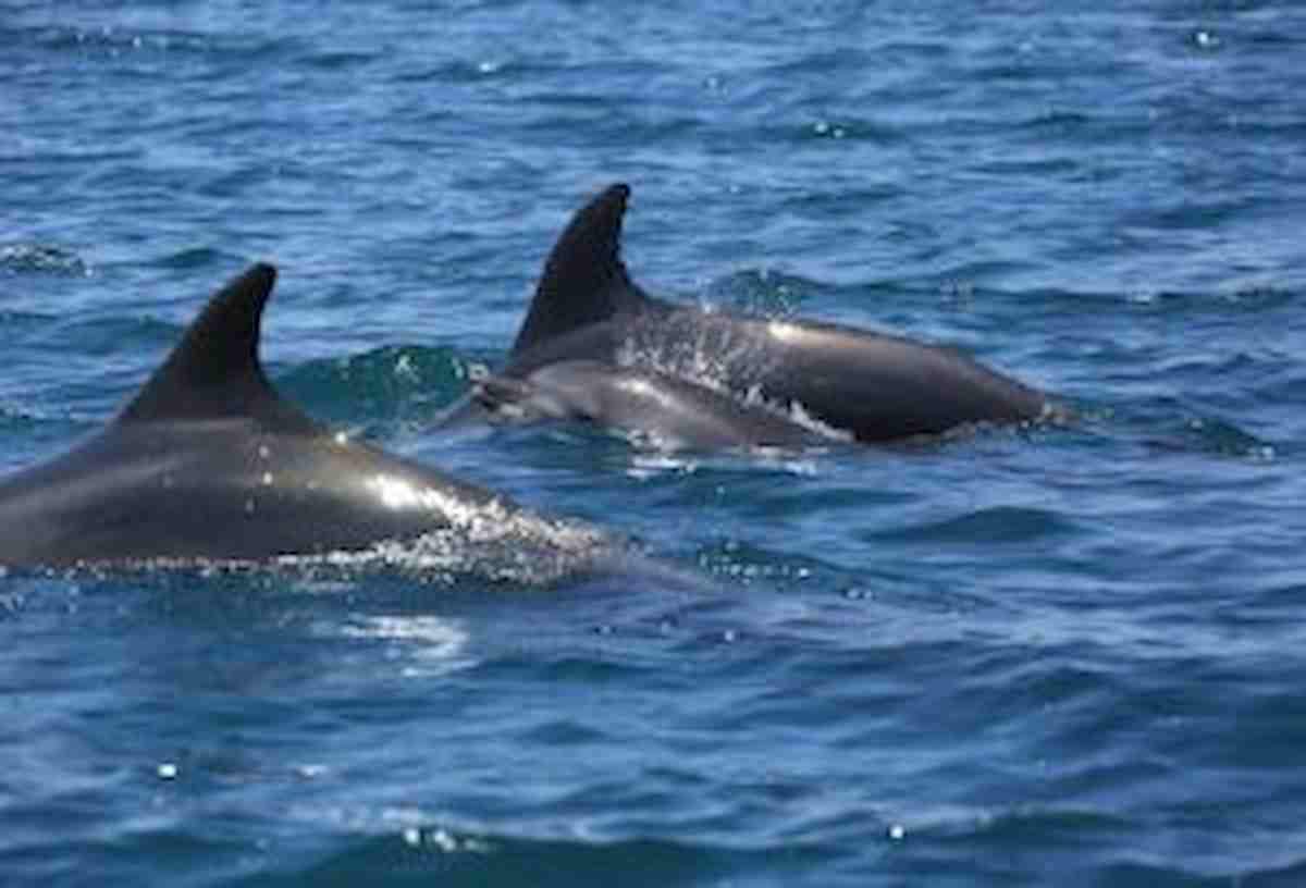 Ruairí McSorley, nuotatore di 24 anni disperso nell'Oceano Atlantico: è stato salvato dai delfini