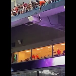 Miami, il gatto cade dalla tribuna dello stadio e viene salvato con una bandiera VIDEO