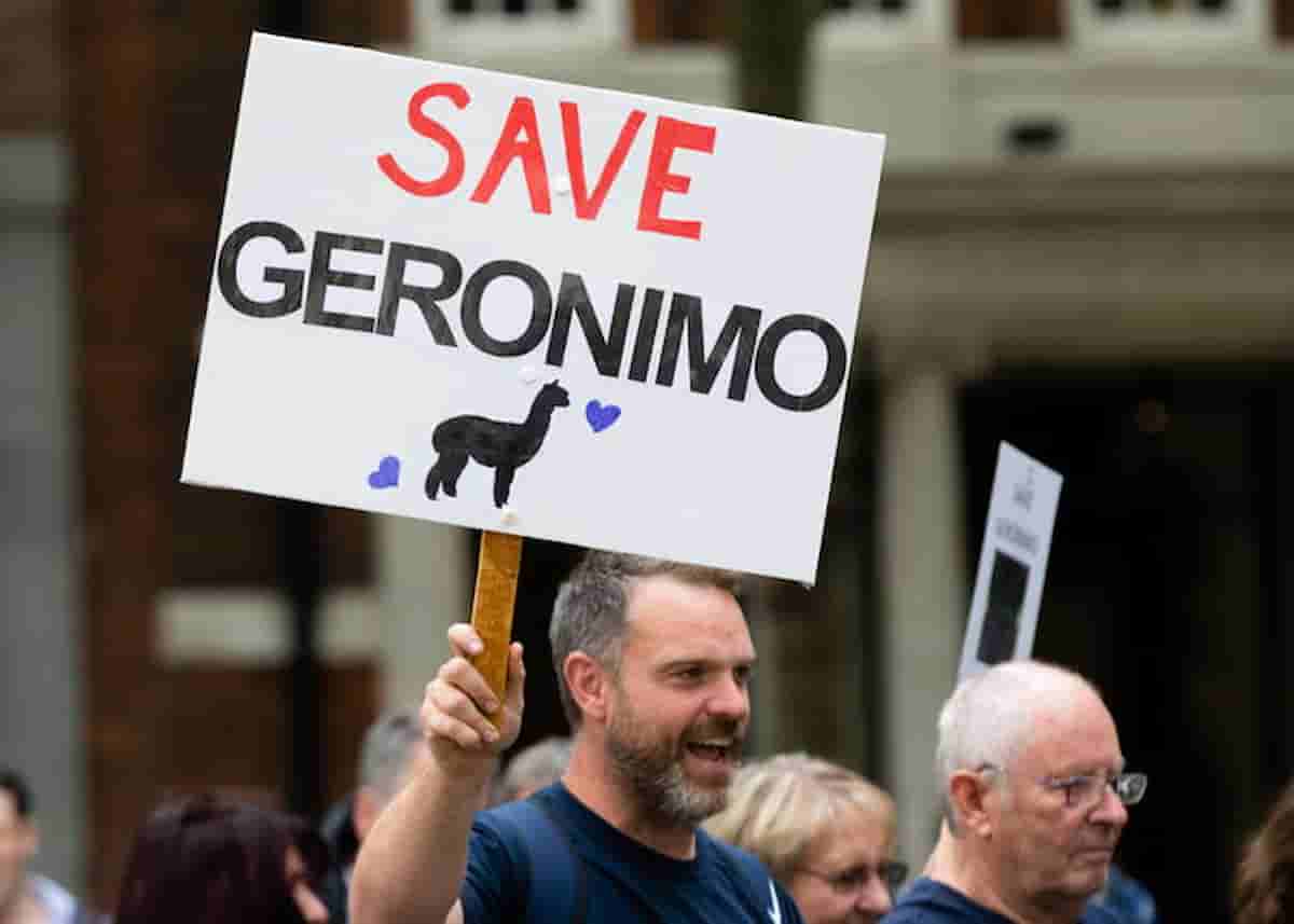 Geronimo, l'alpaca con la tubercolosi abbattuto nonostante tutti gli appelli in Gran Bretagna