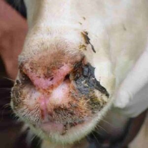 Sardegna, morbo della lingua blu: 205 focolai, 255 pecore morte, si cercano antirepellenti