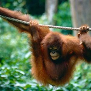 Pony, la storia dell’orango usata come prostituta nei bordelli indonesiani e ora in un centro di riabilitazione