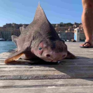Pesce porco (Oxynotus Centrina), lo squalo che grugnisce trovato sull'Isola d'Elba
