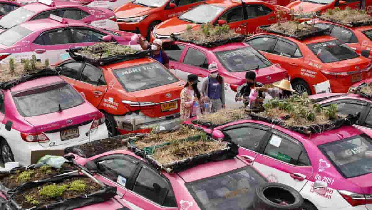 Thailandia, taxi inattivi a causa della pandemia: tetti delle auto trasformati in... orti