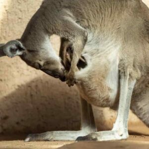 Australia 14 canguri uccisi