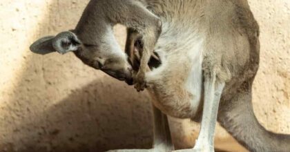 Australia 14 canguri uccisi