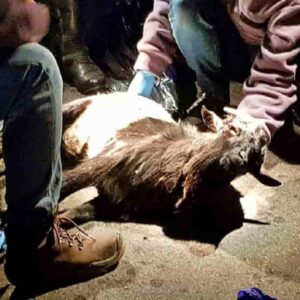 Bordighera, capretta gettata viva in un cassonetto: veterinari sono costretti ad abbatterla