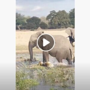 elefante in zambia