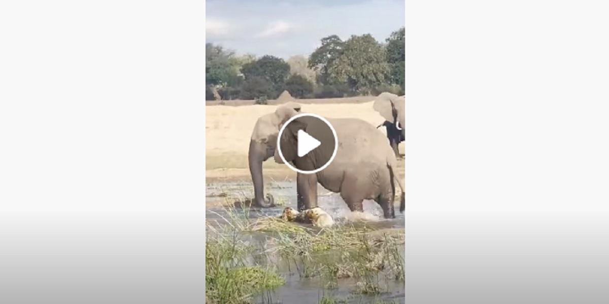 elefante in zambia
