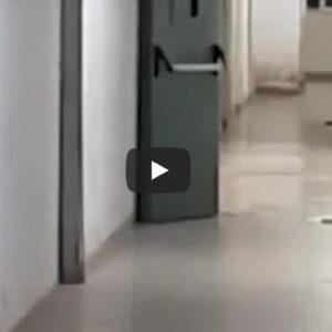Ospedale di Paola (Cosenza): gatto insegue topo nel reparto di Radiologia