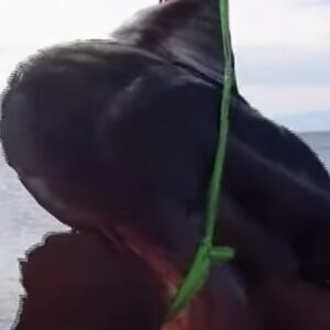 Pesce luna (Mola Mola) gigantesco pescato al largo di Ceuta: lungo oltre 3 metri, pesa più di due tonnellate VIDEO