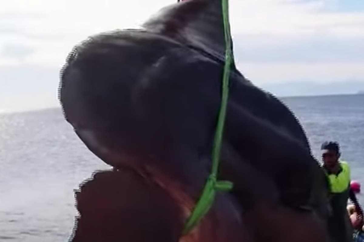 Pesce luna (Mola Mola) gigantesco pescato al largo di Ceuta: lungo oltre 3 metri, pesa più di due tonnellate VIDEO