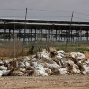 Tacchini del Veneto, focolaio di influenza aviaria: ci sono 13mila animali da abbattere