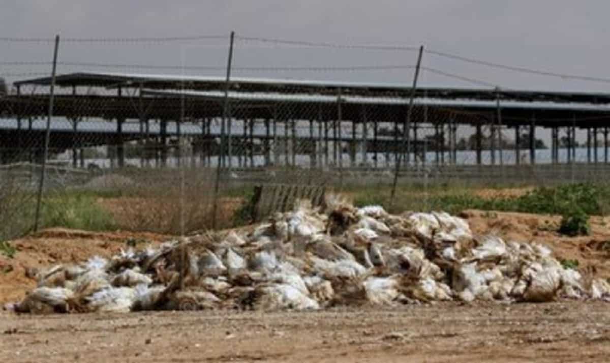 Tacchini del Veneto, focolaio di influenza aviaria: ci sono 13mila animali da abbattere