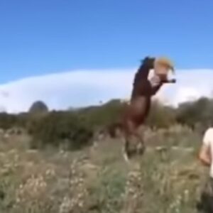 Cavallo attacca pecora