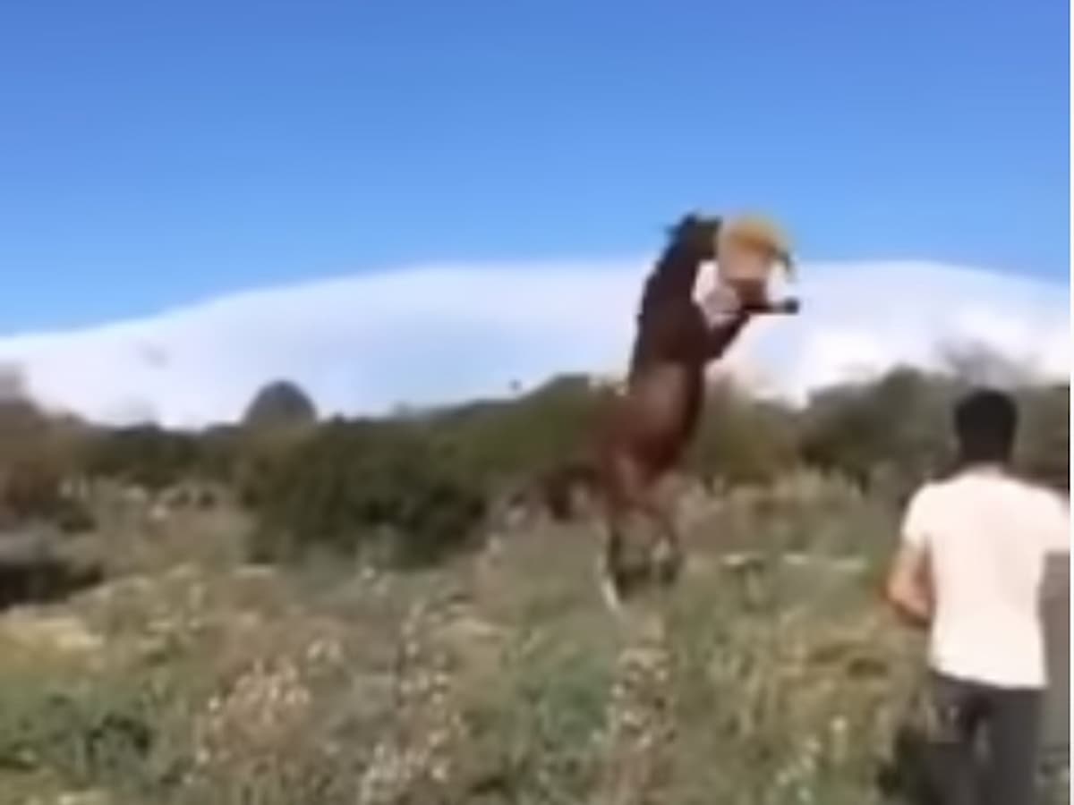 Cavallo attacca pecora