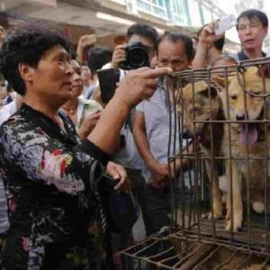 Cina, cani e gatti massacrati se i loro padroni hanno il Covid: li uccidono mentre sono in quarantena