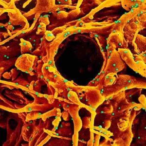 Variante Delta coronavirus sta sparendo per "autoestinzione": il caso del Giappone