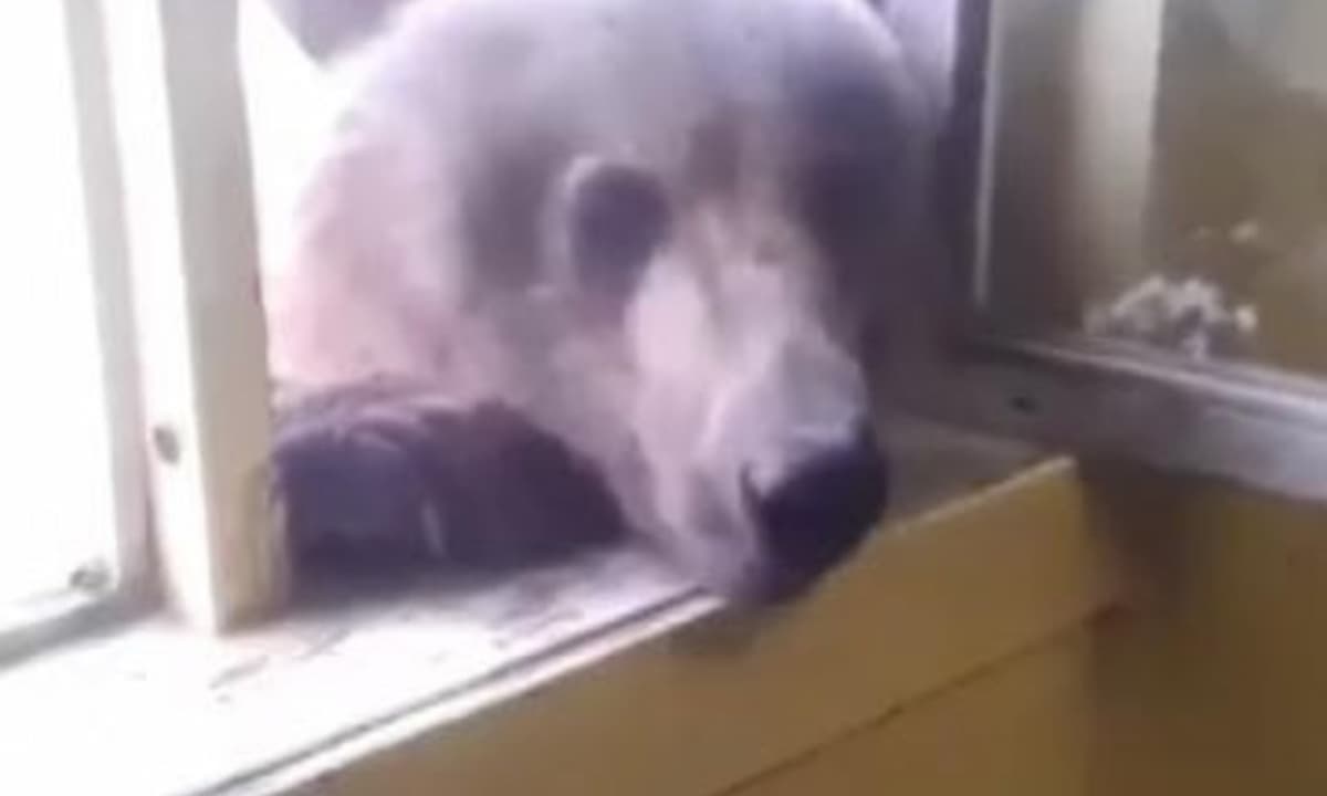 Pescosolido orso