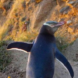 Nuova Zelanda, pinguino trovato a 3mila chilometri dal suo habitat naturale. Gli abitanti lo ribattezzano Pingu