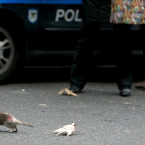 Trastevere senza internet: i topi mangiano la fibra, il segnale va a singhiozzo (nel centro di Roma)