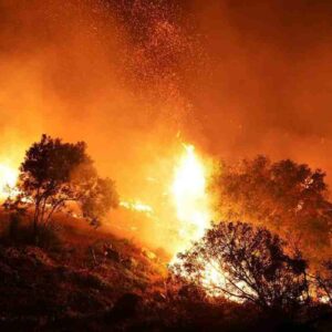 Accendono il fuoco per fare merenda: devastato il bosco vicino Capalbio. Identificati 5 ragazzini